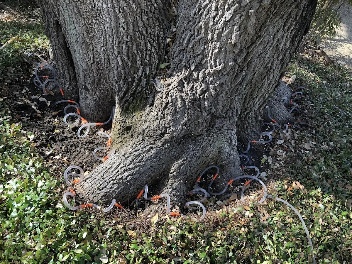 Detailed Tree Cabling and Bracing job site in Wasco